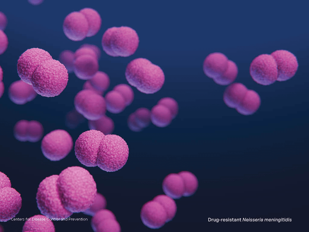 Illustration of Drug-Resistant Neisseria meningitidis.