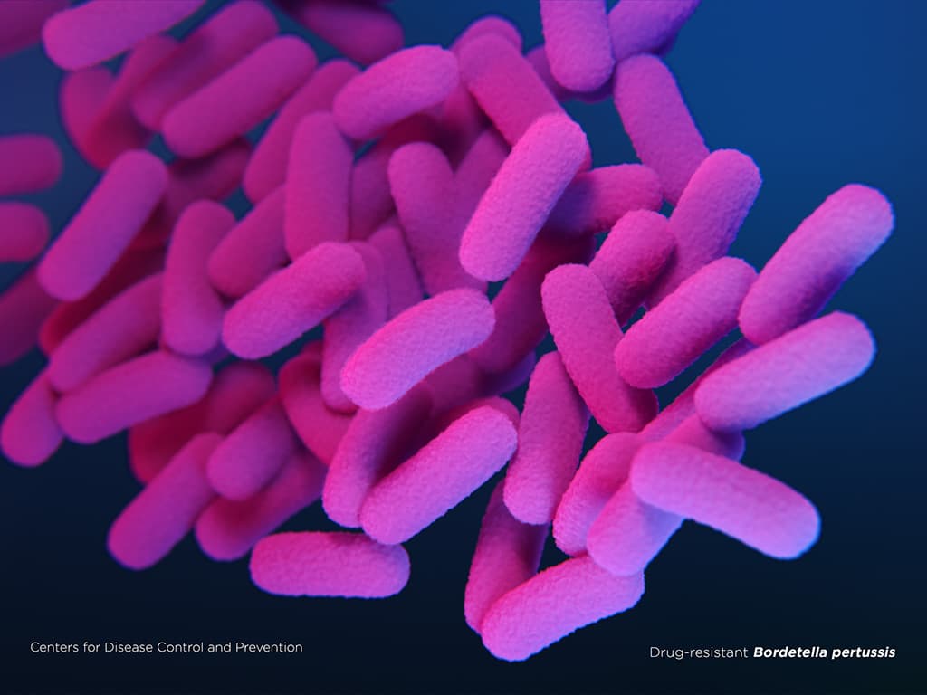 Drug-resistant Bordetella pertussis bacteria