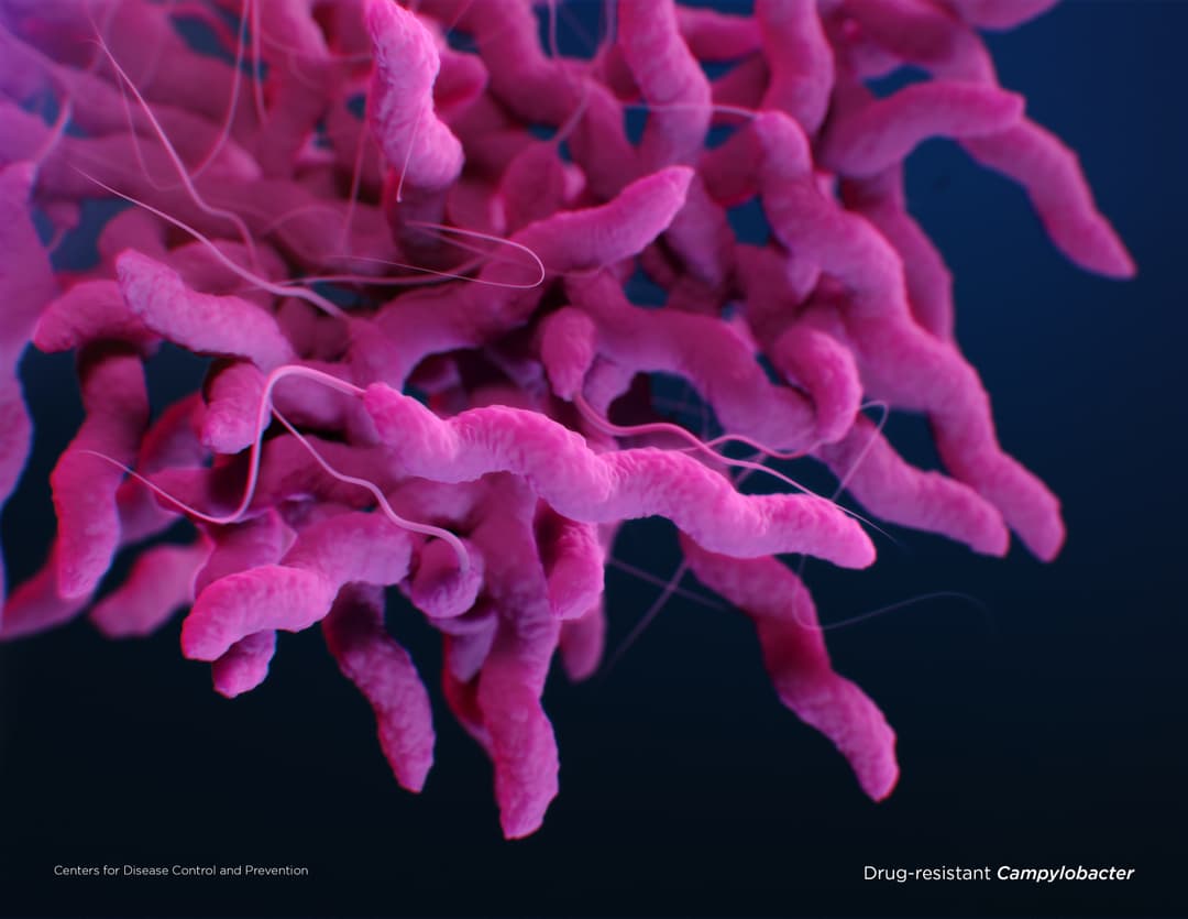 Illustration of Drug-resistant Campylobacter