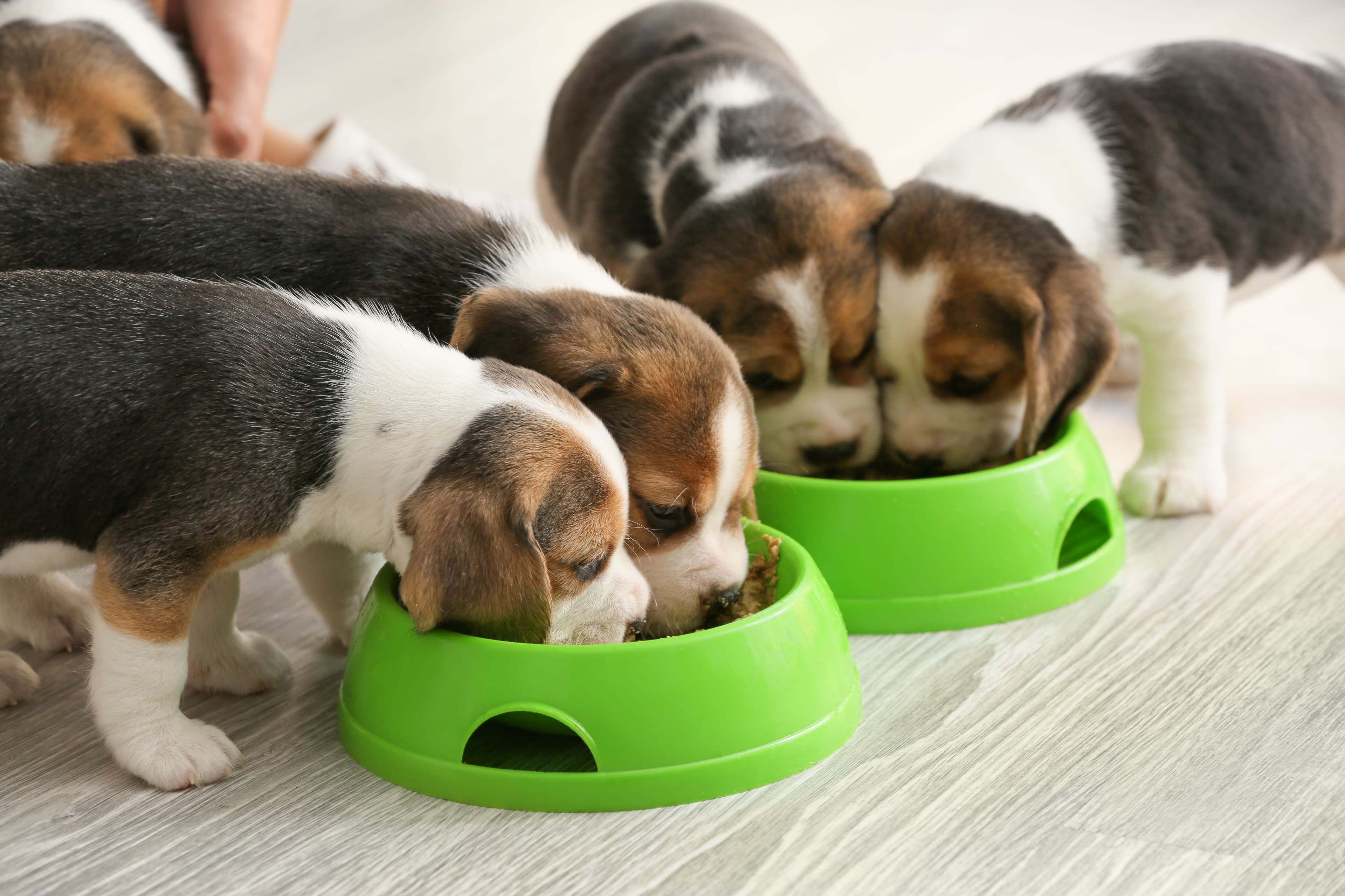 Puppies eating food out of a bowl.