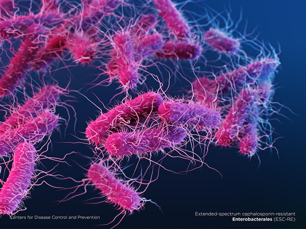Illustration of Extended-spectrum cephalosporin-resistant Enterobacterales