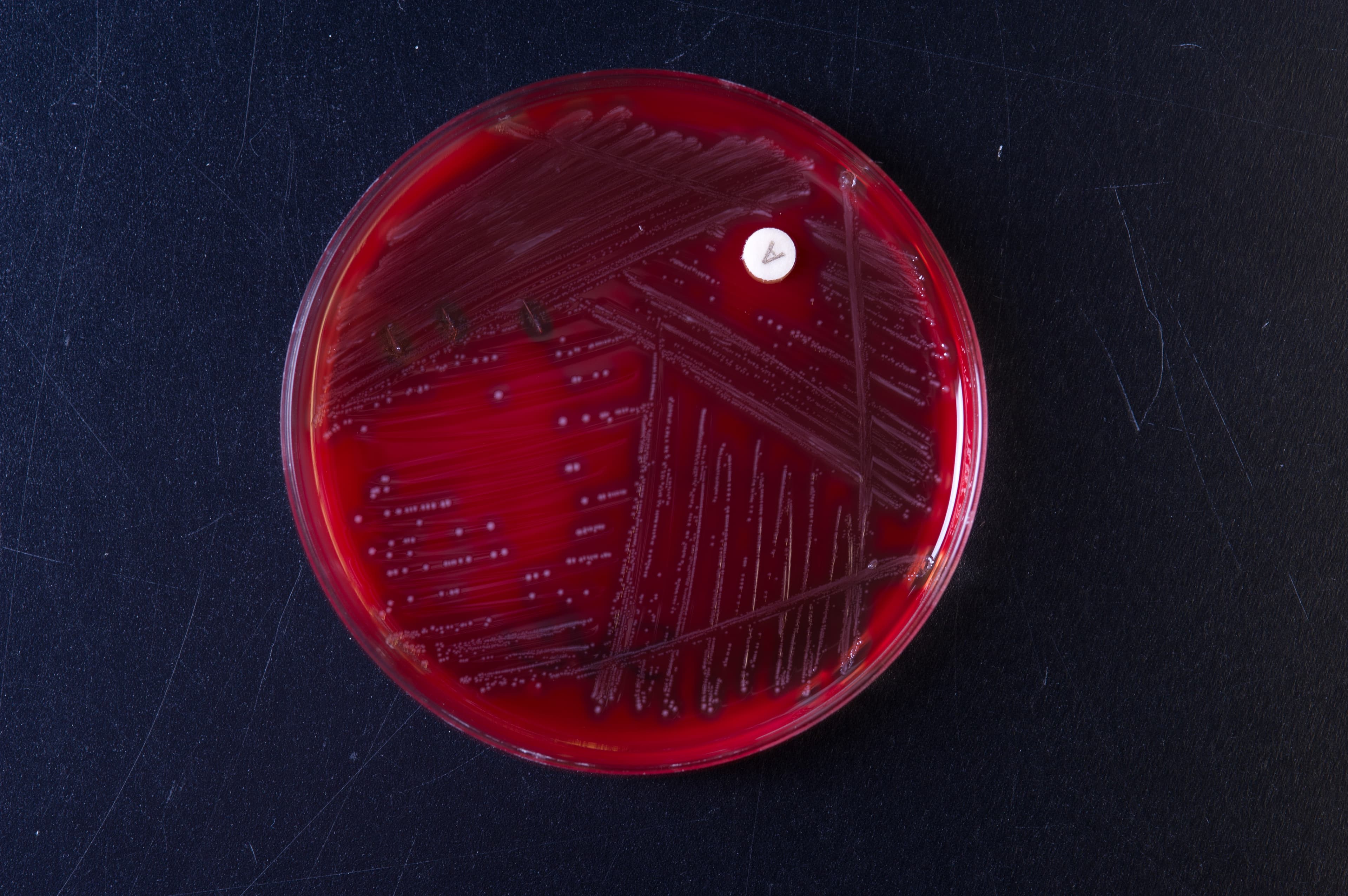 Streaks of bacteria growing in a red agar plate.