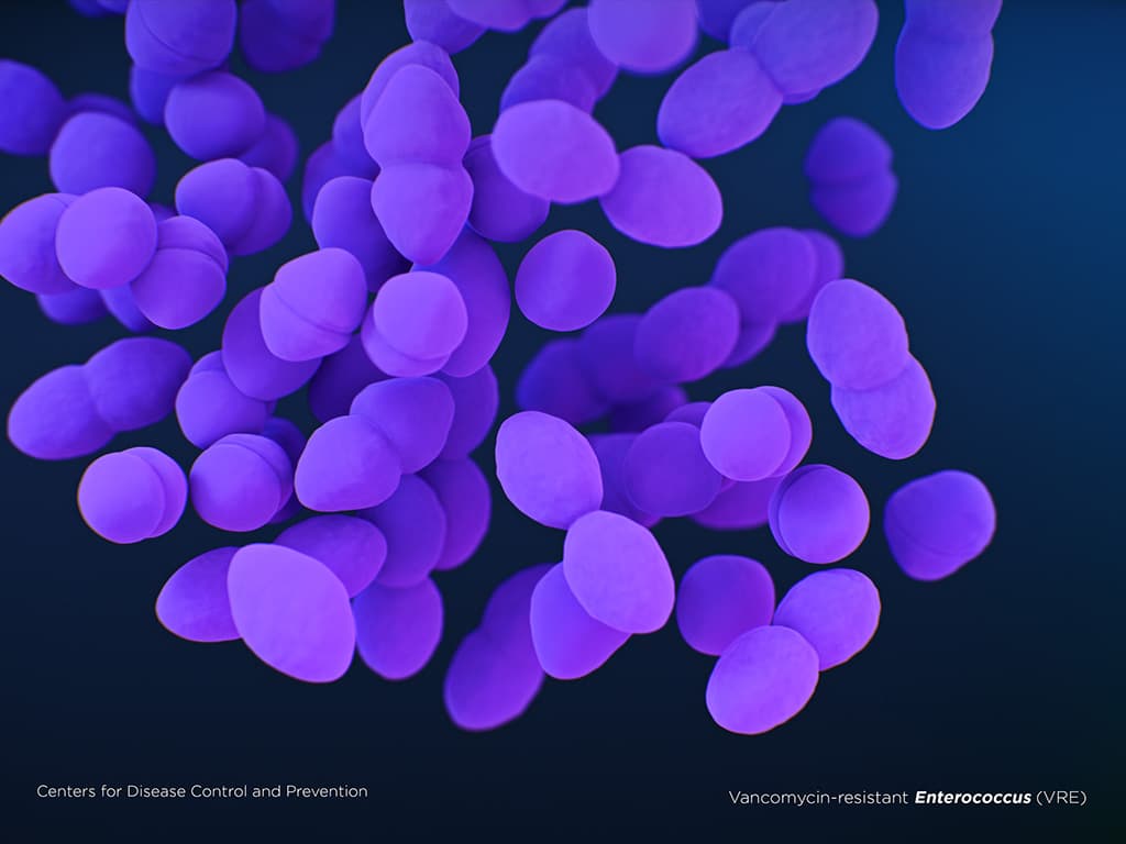 Illustration of Vancomycin-resistant Enterococcus
